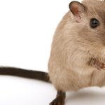 Les meilleures méthodes pour éradiquer les rats à Toulouse