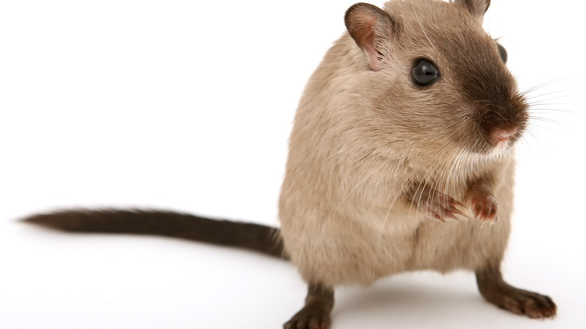 Les meilleures méthodes pour éradiquer les rats à Toulouse